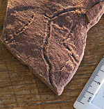 Late Ediacaran Archaeonassa-type trace fossils are commonly preserved on the top surfaces of sandstone strata