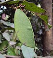 Nedozrálý plod Humboldtia brunonis