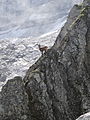 Image 32Ibex in an alpine habitat (from Habitat)