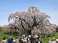春の桜（福島県三春町 三春滝桜）