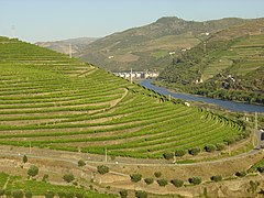 Terraced vineyards along the Douro river