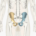 Двете карлични коски (лева и десна) во состав на карлицата.