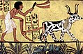 Image 31Ploughing with a yoke of horned cattle in Ancient Egypt. Painting from the burial chamber of Sennedjem, c. 1200 BC. (from History of agriculture)