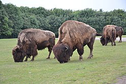 Des bisons d'Amérique.