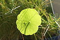UFO-shaped leaf