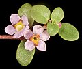 Glossostigma sp.