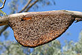 Image 4 Beehive Photograph: Muhammad Mahdi Karim A nest of the tropical Asian giant honey bee, which consists of a single exposed honeycomb, an array of densely packed hexagonal cells made of beeswax. Honeycombs store food (honey and pollen) and house the "brood" (eggs, larvae, and pupae). More selected pictures