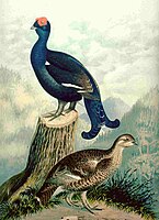 Painting of a male and female Tetrao tetrix