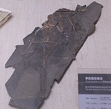 Wukongopterus-Paleozoological Museum of China.jpg