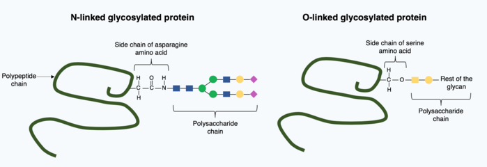 Glycosylation_of_a_polypeptide