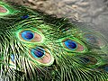 Image 18The brilliant iridescent colours of the peacock's tail feathers are created by Structural coloration. (from Animal coloration)