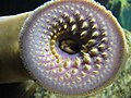 Petromyzon marinus Boca de lamprea