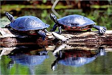 cooter turtles basking in sunshine near their pond