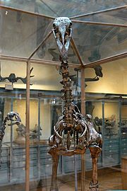 Skeleton of an Aepyornis, or Elephant Bird