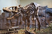 هيكلٌ عظميٌّ لِتيرانوصورٌ ملك معروضٌ في متحف كارنيجي للتاريخ الطبيعي