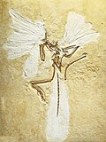 Az Archaeopteryx fosszíliája