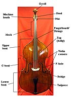 バイオリン型のコントラバス