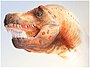 Common-Avian-Infection-Plagued-the-Tyrant-Dinosaurs-pone.0007288.g004.jpg