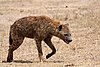 Hyene tachetée 1.jpg