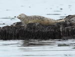White harbor seal on moss by Dave Withrow, NOAA.png