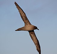 Morske ptice (albatross Phoebetria palpebrata) letijo nad Drakovim prelivom