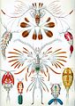 Image 20Copepods, from Ernst Haeckel's 1904 work Kunstformen der Natur (from Crustacean)