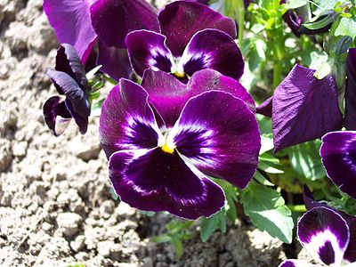 Pansy flowers.
