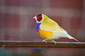 Adult male double factor yellow back Gouldian finch