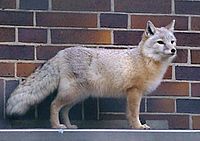 Gray fox in front of brick wall