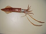 Longfin inshore squid, Doryteuthis pealeii, has been studied for its ability to change colour.