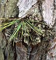 Unlike loblolly pines, pond pines have the ability to grow needles directly from the trunk.[35]