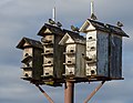 Image 77European starlings on a birdhouse on Staten Island