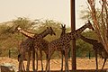 Nubian giraffes