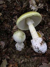 Two light yellow-green mushrooms with stems and caps, one smaller and still in the ground, the larger one pulled out and laid beside the other to show its bulbous stem with a ring