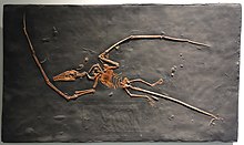 Campylognathoides liasicus cast - University of California Museum of Paleontology - Berkeley, CA - DSC04685.JPG