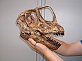 Europasaurus skull.JPG