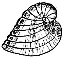 Illustration of "Peneroplis planatus"