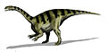 Plateosaurus was one of the largest of early sauropodomorphs, or "prosauropods", of the Late Triassic