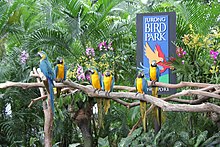 Blue-and-yellow Macaws perching on branches in front of a sign stating "Jurong Bird Par", with orchids and palm trees in the background.