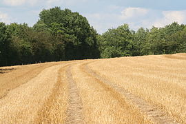حقل الحبوب في إيسون (إقليم فرنسي).