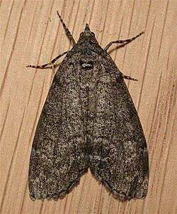 Smyriodes trigramma