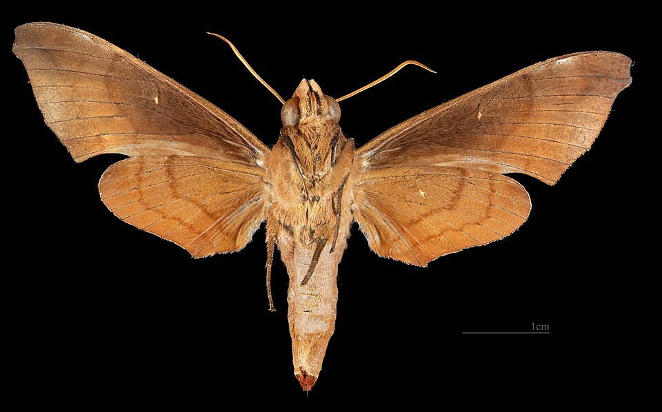 Female ventral