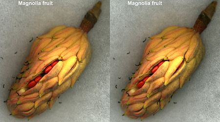 Magnoliafruitopen.JPG