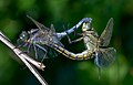 Image 43Sexual reproduction is nearly universal in animals, such as these dragonflies. (from Animal)