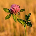 12. Réti here (Trifolium pratense) (Keila, Észtország) (javítás)/(csere)