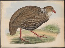 Francolinus ashantensis - 1848- - Print - Iconographia Zoologica - Special Collections University of Amsterdam - UBA01 IZ17100045.tif
