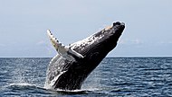 الحيتان البالينية من الحيتان المتواجدة في المياه الإقليمية السعودية.[173]