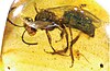 An Oligochlora semirugosa preserved in amber