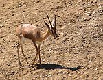 Countershaded Dorcas gazelle, Gazella dorcas