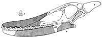 Drawing of von Arthaber's outdated 1919 skull reconstruction of C. cuvieri